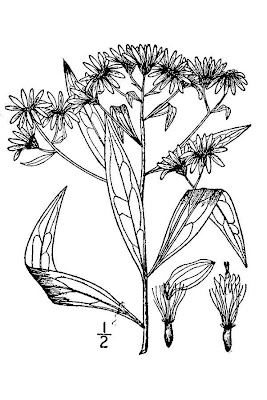 Tall Flat-top White Aster
