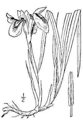 Vernal Iris