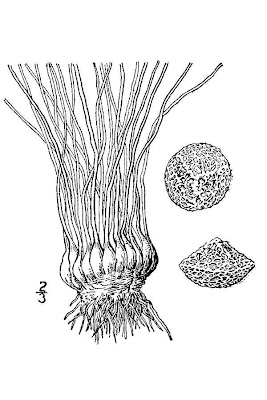 Eaton's quillwort