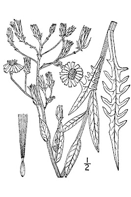 Lactuca tatarica var. pulchella,
blue lettuce,
blue wild lettuce,
chicory lettuce,
Russian blue lettuce