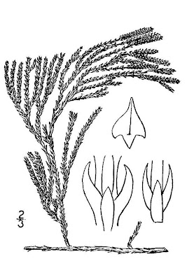 Savin Leaf Ground Pine