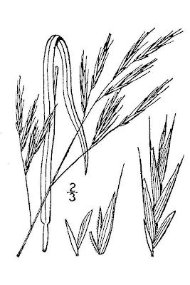 Smith's Melicgrass