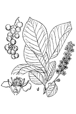 Chokecherry Chokecherry