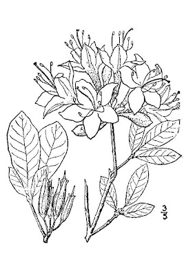 Flame azalea