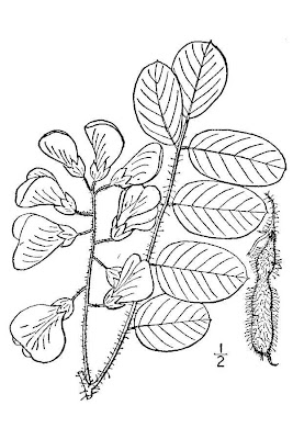 Rose-acacia