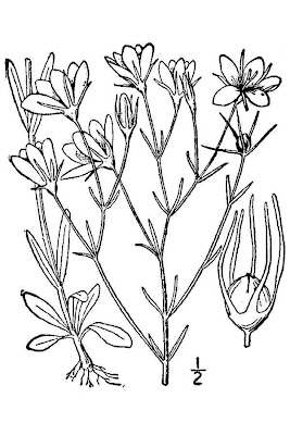 Sabatia campanulata,
slender marsh-pink,
slender rose gentian,
slender rosegentian