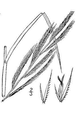 Prairie cordgrass Prairie cordgrass