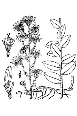 Eastern Silver Aster