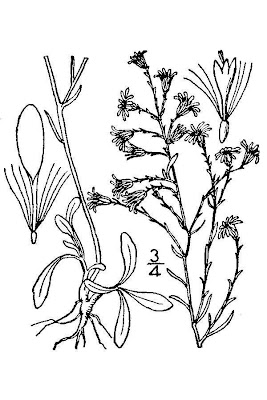 Eastern Serpentine Aster Eastern Serpentine Aster