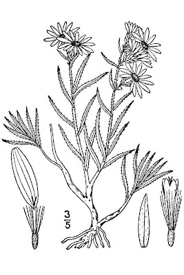 Fendler's aster