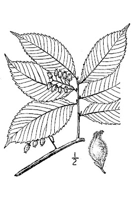 Ulmus serotina,
September elm
