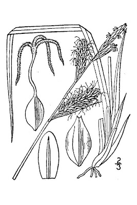 Fragile sedge