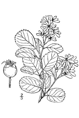 Pacific serviceberry
