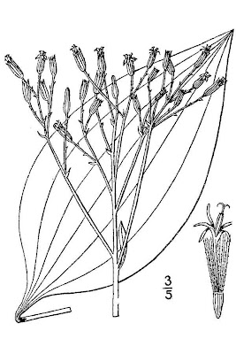 Groovestem Indian plaintain Groovestem Indian plaintain
