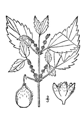False nettle False nettle