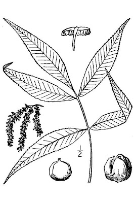 Carolina hickory Carolina hickory