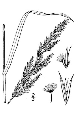 Calamagrostis coarctata,
arctic reedgrass