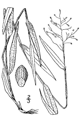 Hemlock rosette grass Hemlock rosette grass