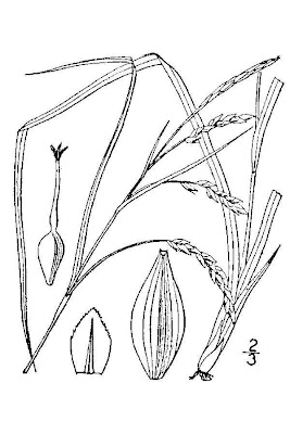 Darkgreen sedge