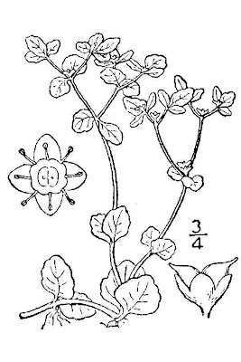 American golden saxifrage American golden saxifrage