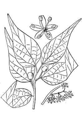 Dwarf hackberry