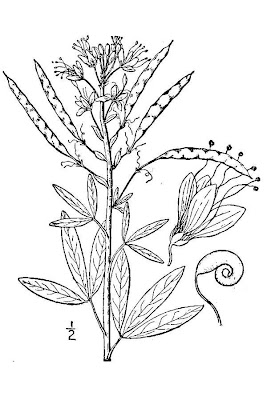 Beeplant Beeplant