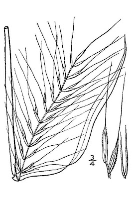 Eastern bottle-brush grass