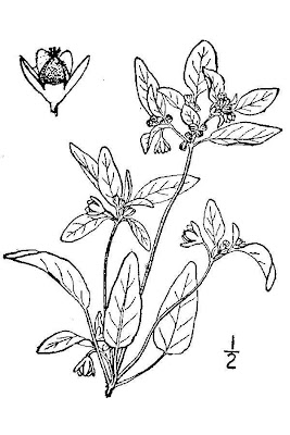 Tharp's croton Tharp's croton