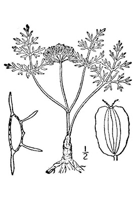 Greeley springparsley Greeley springparsley