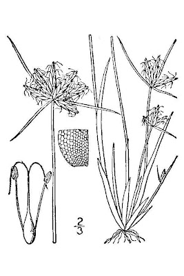 Umbrella flat sedge