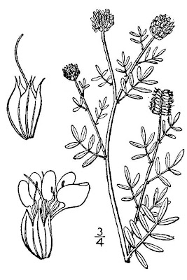 Dalea multiflora,
roundhead prairie clover,
Roundhead prairieclover