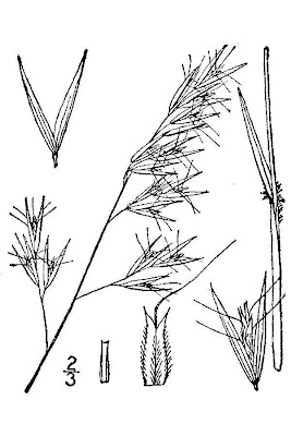 Downy danthonia Downy danthonia