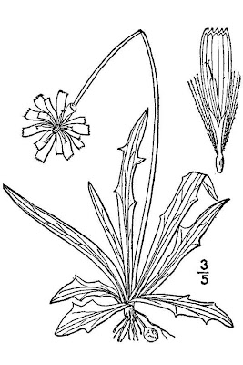 Colonial dwarf-dandelion Colonial dwarf-dandelion