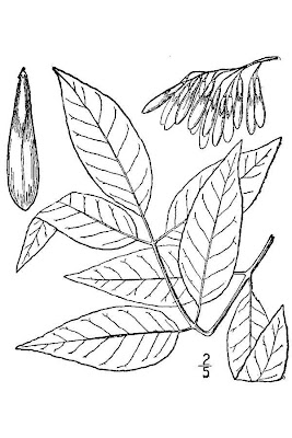 American ash American ash