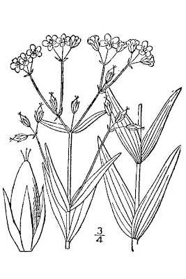 Large St Johnswort Large St Johnswort