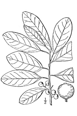 Ilex cassine,
dahoon,
dahoon holly,
Yaupon