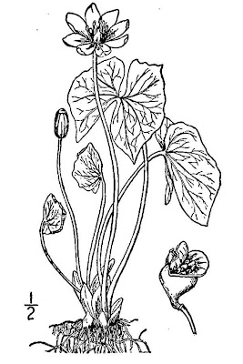 Jeffersonia diphylla,
rheumatism-root,
twinleaf,
Yellowroot,
Zwillingsblatt