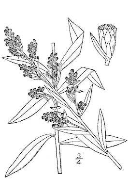 Cudweed sagewort Cudweed sagewort