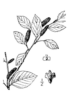 Sandberg's birch Sandberg's birch