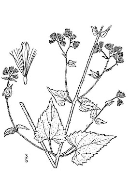 Pink Thoroughwort