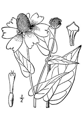 Clasping-leaf coneflower Clasping-leaf coneflower