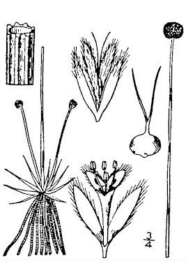 Pipewort