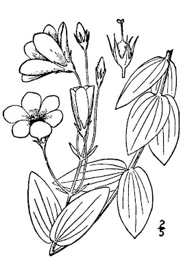 Showy Prairie Gentian
