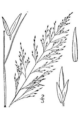 Bog muhly Bog muhly