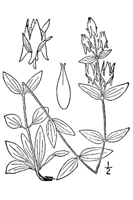 American spurred gentian American spurred gentian