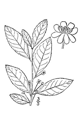 Smooth Winterberry