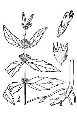 Clasping water horehound Clasping water horehound