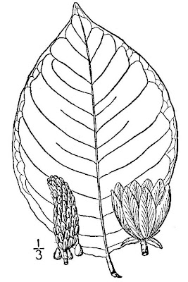 Magnolia acuminata,
blue magnolia,
cucumber-tree,
cucumbertree,
Yellow Magnolia