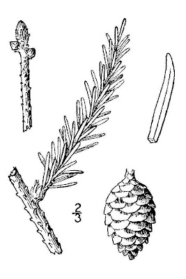 Bog spruce Bog spruce