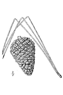 Pocosin Pine
